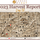 Day 12, Kansas Wheat Harvest Report