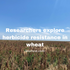 Researchers explore herbicide resistance