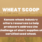 Kansas wheat industry offers resources to help producers address the challenge of short supplies of certified seed wheat.