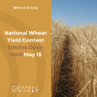 Image: National Wheat Yield Contest Wheat Scoop.