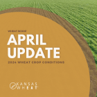 Image: Wheat Scoop- 2024 Wheat Crop Conditions-April Update