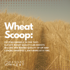 Wheat Scoop: Putting Kernels to the test.