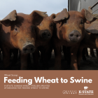 Image: Feeding Wheat to Swine.