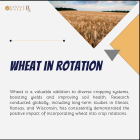 Wheat in rotation.