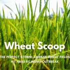 Wheat Scoop: WSMV