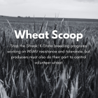 Wheat Scoop - Stop the streak