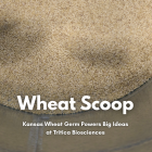 Wheat Scoop - Tritica (Facebook Post)