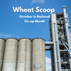 Wheat Scoop - October is National Co-op Month (Facebook Post).png