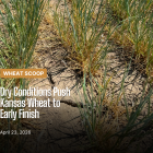 Drought(Facebook Post).png