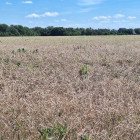 pre-harvest weed control