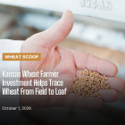 Hand holding wheat 